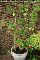 Dwarf 'family' fruit tree combining Malus - Apple 'Elstar' with 'James Grieve' growing in a pot on a deck against a fence with fruit ready to harvest