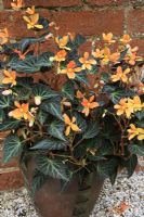 Begonia 'Glowing Embers' growing in a pot that picks up the pattern in the begonia leaves