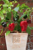 Sweet Pepper 'Redskin' growing in a square terracotta pot decorated with a sun motif and mulched with clay balls