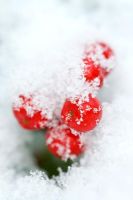 Snow on Cotoneaster horizontalis berries