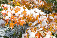 Colourful orange Acer - maple in Autumn with snow