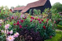 Formal bed of Dahlias and annuals including Dahlia 'Downham Royal' with barn in background - Ulting Wick, Essex