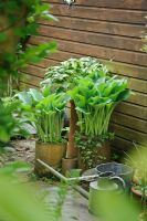 Hostas planted in antique chimney pots -  The Rowans, Threapwood, Cheshire.
