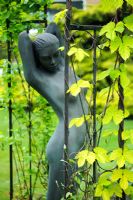 Statue behind Humulus lupulus 'Aurea' trained on wrought iron gazebo -The Rowans, Threapwood, Cheshire
 
