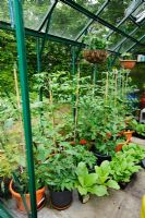 View into greenhouse with Tomato plants in pots with  Tagetes grown as companion plants. Tobacco plants waiting to be planted outside -  The Rowans, Threapwood, Cheshire.