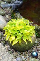 Dwarf yellow leaved Hosta in container - The Rowans, Threapwood, Cheshire.