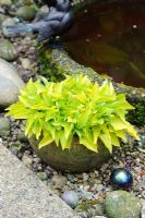 Dwarf yellow leaved Hosta in container - The Rowans, Threapwood, Cheshire.
