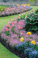 Spring bedding displays with Tulipa and Myosotis - Forget me nots - Clare College Fellows' Garden, Cambridge.
