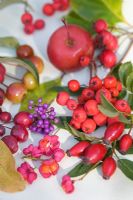 Autumn berries - Hawthorn, Sorbus, Rosehips, Crabapples, Euonymus and Callicarpa bodinieri 'Profusion'
