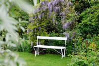 Wisteria 'Caroline' on arch over chair -  Wickets, Essex NGS