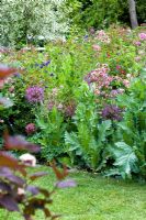Cottage style border in May with Allium christophii, Aquilegia 'Nora Barlow' and Papaver - Wickets, Essex NGS