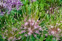 Allium schbertii - Wickets, NGS Essex 
 