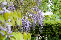 Wisteria 'Caroline' on arch - Wickets, Essex NGS