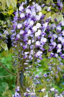 Wisteria 'Black Dragon' - Wickets, NGS Essex 
 