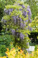 Wisteria 'Caroline' on arch over chair - Wickets, Essex NGS