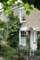 Victorian terraced house with railings and Hydrangea anomala 'Petiolaris' climbing up house