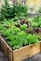 Selection of lettuces in a raised bed on an allotment