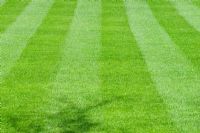 Perfect lawn neatly mown in stripes