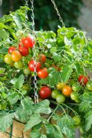 Tomatoes 'Terenzo' growing in hanging basket