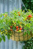 Cherry tomatoes 'Lizzano F11 growing in hanging basket