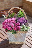 Autumn basket with dwarf Chrysanthemum, Skimmia and ortnamental cabbages