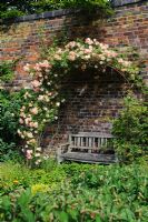 Rosa 'Phyllis Bide' trained over arch over wooden bench - The Walled Garden, Benthall Hall, Shropshire