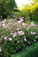 Rosa 'Mortimer Sackler' growing in The Rose garden, Borde Hill, Sussex.