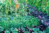 Sweetcorn, maize, broad beans, cabbage, onion, carrot - RHS Chelsea Flower Show 1995