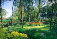 Spring garden with Tulipa 'Ballerina'  planted around tree bases - Island House, Lavenham, Suffolk