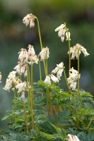 Dicentra 'Langtrees' 