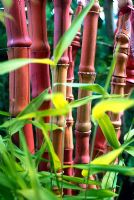 Ceramic Bamboo with real Bamboo. Berkeley, California, USA