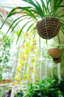 Pendant cymbidium orchid in hanging basket in conservatory