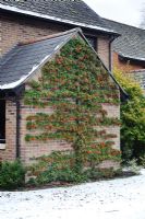 Pyracantha trained as an espalier on a gable house wall