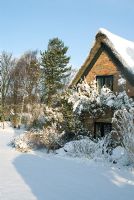 Snow covered Thatched and brick cottage, border includes Spiraea, Potentilla and the grass Miscanthus sinensis 'Silberfeder.' Rosa 'Madame Alfred Carriere' growing on the cottage. Trees in the distance include Betula - Silver Birch. Gowan Cottage