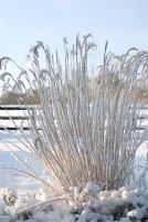 Miscanthus sinensis 'Silberfeder' covered in snow, Gowan Cottage