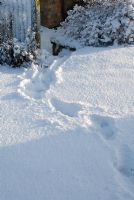 Foot prints in the snow by the Potentilla. Gowan Cottage.