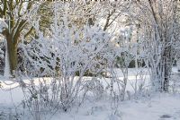 Snow covered shrub border with Cornus alba 'Elegantissima', Buddleja and Viburnum -  Gowan Cottage