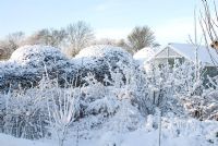 Snow covered organic vegetable garden with greenhouse, Asparagus ferns and Raspberry canes. The shaped hedge is a Crataegus monogyna - Hawthorn. Gowan Cottage