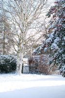 Snow covered path leading to white gate with Betula utilis 'Jacquemontii' - Silver Birch tree and Fagus hedge - Beech. Gowan Cottage
