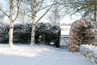 Snow covered path leading to white gate with Betula utilis 'Jacquemontii' - Silver Birch trees and Fagus hedge - Beech. Gowan Cottage