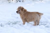 Sam the Norfolk terrier in the snow. Gowan Cottage