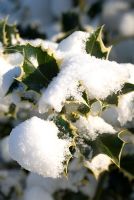 Ilex - Holly leaves covered in snow