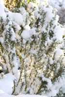 Rosmarinus officinalis - snow covered Rosemary, backlit by the sun