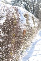 Snow covered hedge - Crataegus monogyna - Hawthorn. Gowan Cottage
