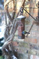 Blue Tit eating from a peanut bird feeder covered in snow - Gowan Cottage