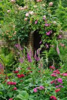 Dianthus - Sweet williams and Digitalis - Foxgloves growing in Box edged border in formal town garden. Rosa 'Meg' and Clematis growing over wall - Rhadegund House, New Square, Cambridge
