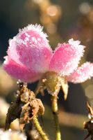 Rose 'Ballerina' with hoar frost in December