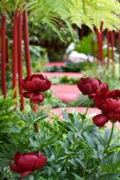 Red stepping stones and Paeonia 'Buckeye Belle'  - 'British Heart Foundation Garden', Silver Medal Winner, RHS Chelsea Flower Show 2011 