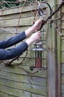 Setting up metal peanut bird feeder on fence