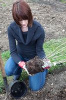 Planting Blackcurrant Ben Lomond. Knocking plant out of pot